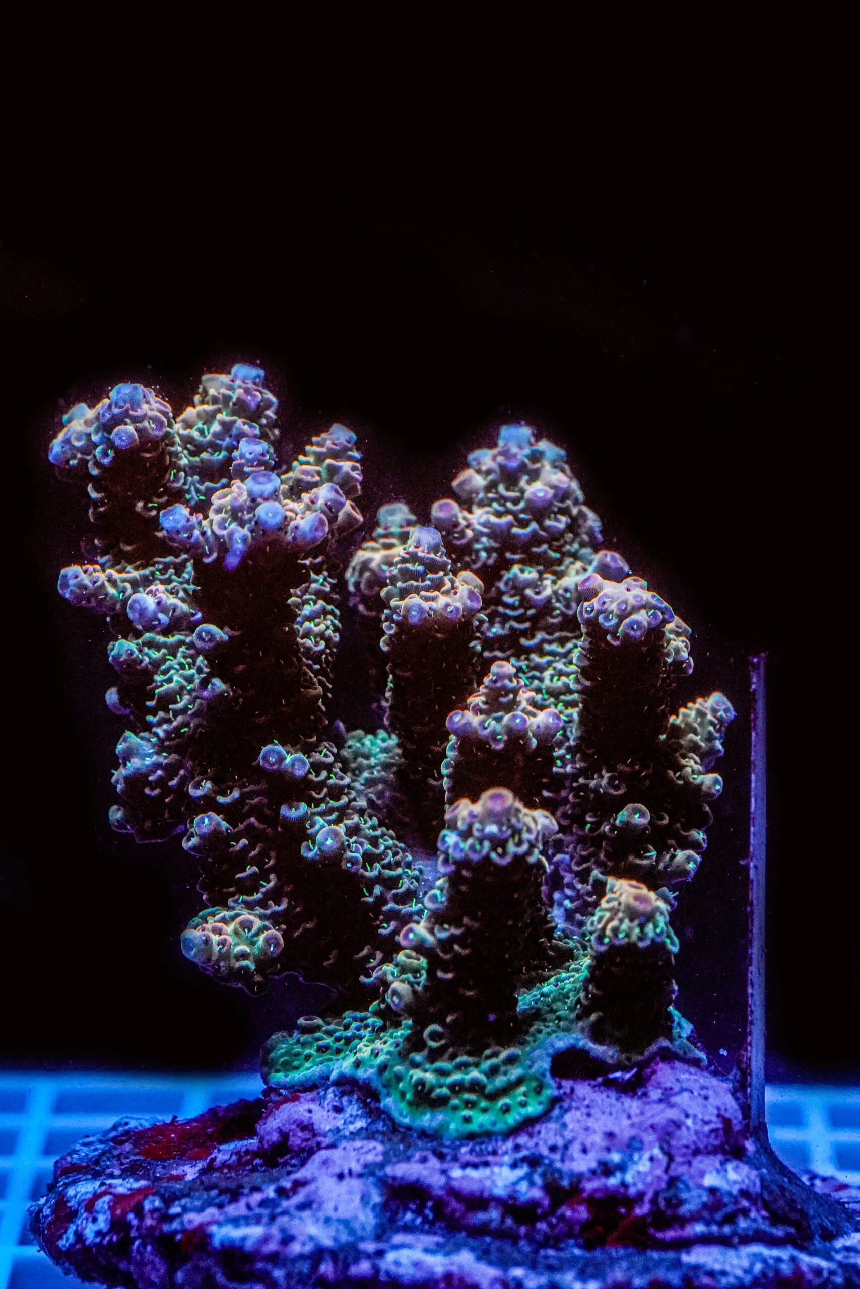 Acropora spp. WYSIWYG4 – Mini Colonia SPS - immagine 2
