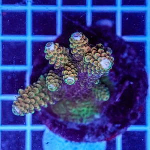 Acropora spp. WYSIWYG5 – Mini Colonia SPS