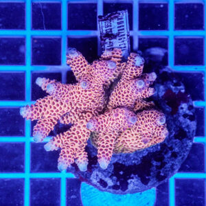 Acropora spp. WYSIWYG6 – Mini Colonia SPS