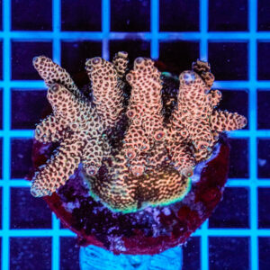 Acropora spp. WYSIWYG7 – Mini Colonia SPS