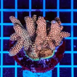 Acropora spp. WYSIWYG7 – Mini Colonia SPS