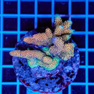 Acropora spp. WYSIWYG8 – Mini Colonia SPS