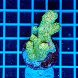 Acropora Talea WYSIWYG1 – Corallo SPS