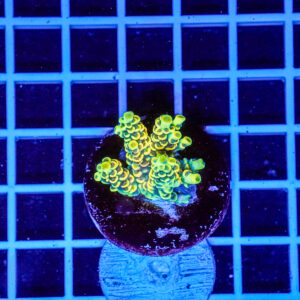 Acropora Talea WYSIWYG2 – Corallo SPS