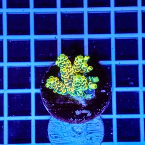 Acropora Talea WYSIWYG2 – Corallo SPS