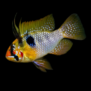 Mikrogeophagus ramirezi – Ramirezi ciclide nano pesce acquario dolce | Marin Life