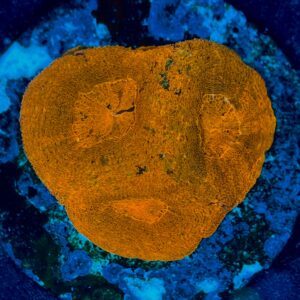 Homophyllia bowerbanki WYSIWYG-11 | Marin Life