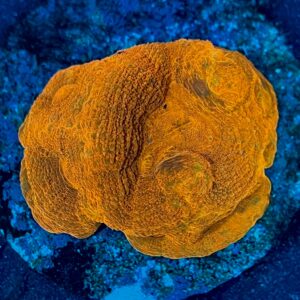 Homophyllia bowerbanki WYSIWYG-14 | Marin Life