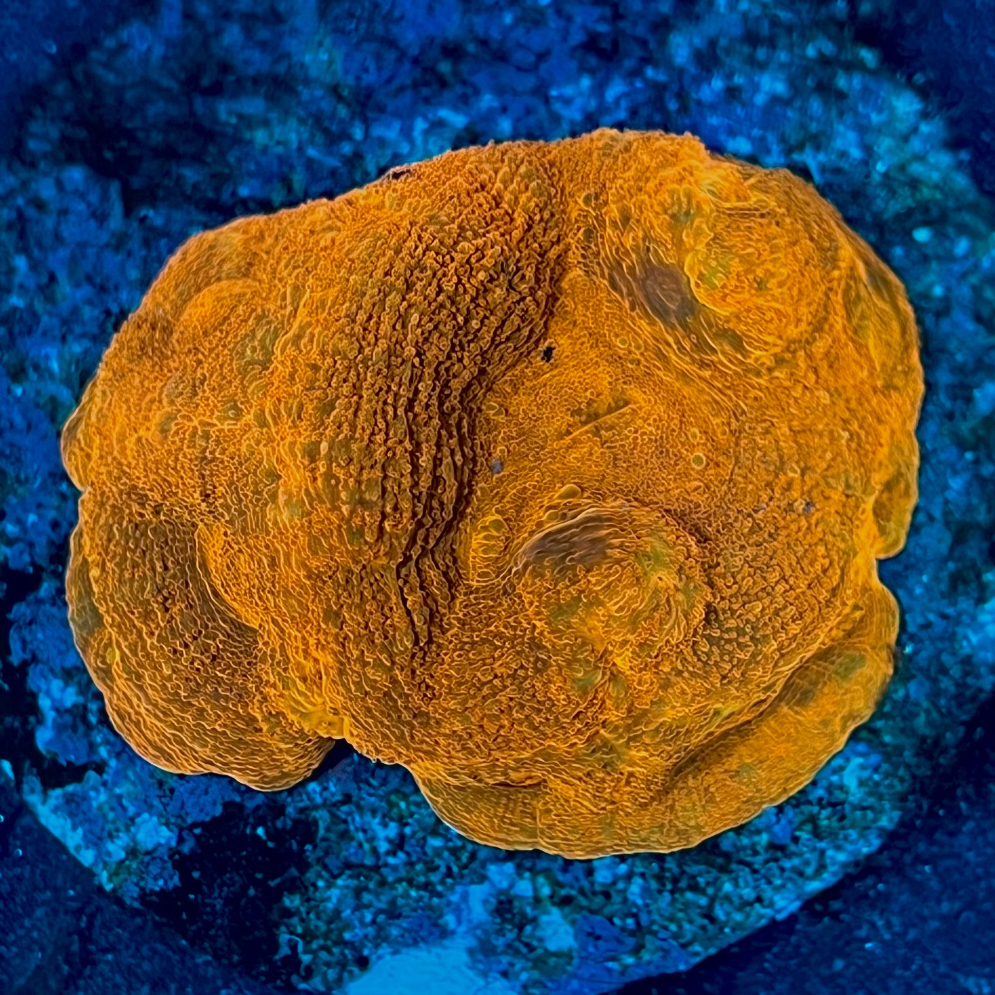 Homophyllia bowerbanki WYSIWYG-14 | Marin Life