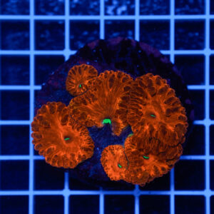 Blastomussa wellsi "Red Emerald Eye" WYSIWYG – Corallo LPS