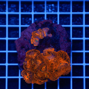 Blastomussa wellsi "Lava Spark" WYSIWYG – Corallo LPS