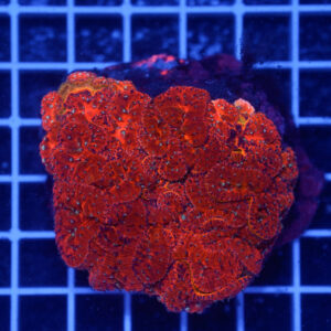 Blastomussa wellsi "Ruby Cluster" WYSIWYG – Corallo LPS