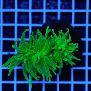 Euphyllia glabrescens Blueberry 2 Calici – Corallo LPS