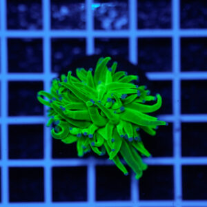 Euphyllia glabrescens Blueberry 1 Calice WYSIWYG1 – Corallo LPS