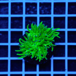 Euphyllia glabrescens Blueberry 1 Calice WYSIWYG2 – Corallo LPS