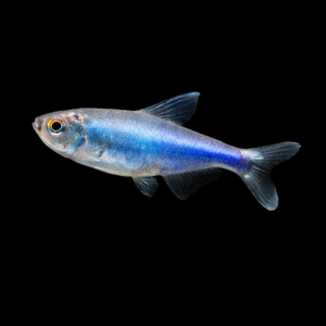Boehlkea fredcochui – Tetra Blu pesce acquario dolce | Marin Life