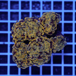 Euphyllia paraancora Orange WYSIWYG – Corallo LPS