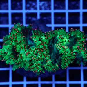 Catalaphyllia jardinei Pink Tip WYSIWYG – Corallo LPS