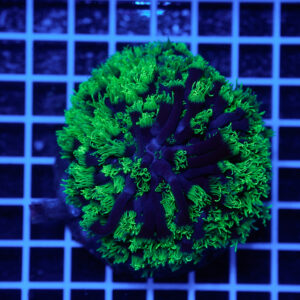 Goniopora stokesi Green WYSIWYG – Corallo LPS