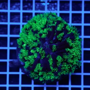 Goniopora stokesi Green WYSIWYG – Corallo LPS