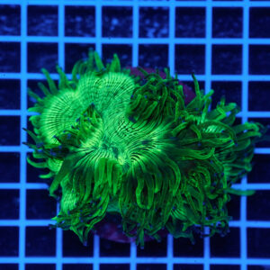Catalaphyllia jardinei Green WYSIWYG – Corallo LPS