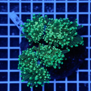 Euphyllia glabrescens Green Multi Head WYSIWYG – Corallo LPS