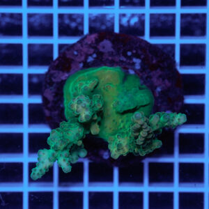 Acropora Kryptonite WYSIWYG – Mini Colonia SPS