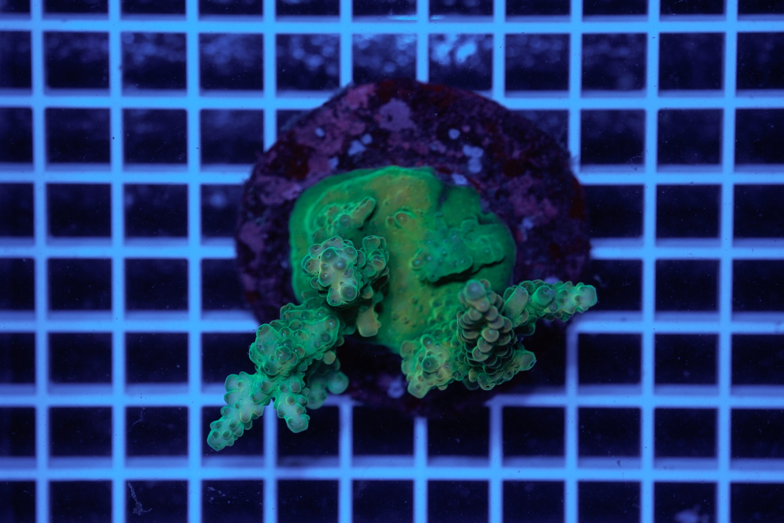 Acropora Kryptonite WYSIWYG – Mini Colonia SPS