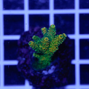 Acropora Green Dragon Talea WYSIWYG – Corallo SPS