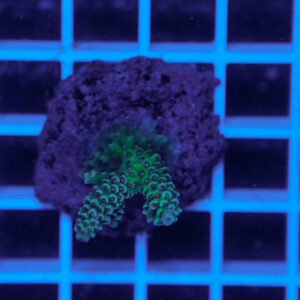 Acropora Toxic Slime Talea WYSIWYG – Corallo SPS