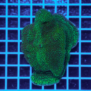 Montipora confusa WYSIWYG1 – Corallo SPS