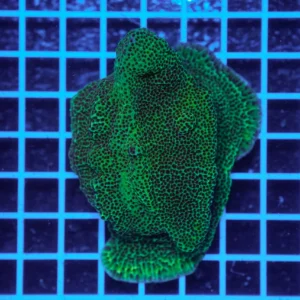 Montipora confusa WYSIWYG1 – Corallo SPS