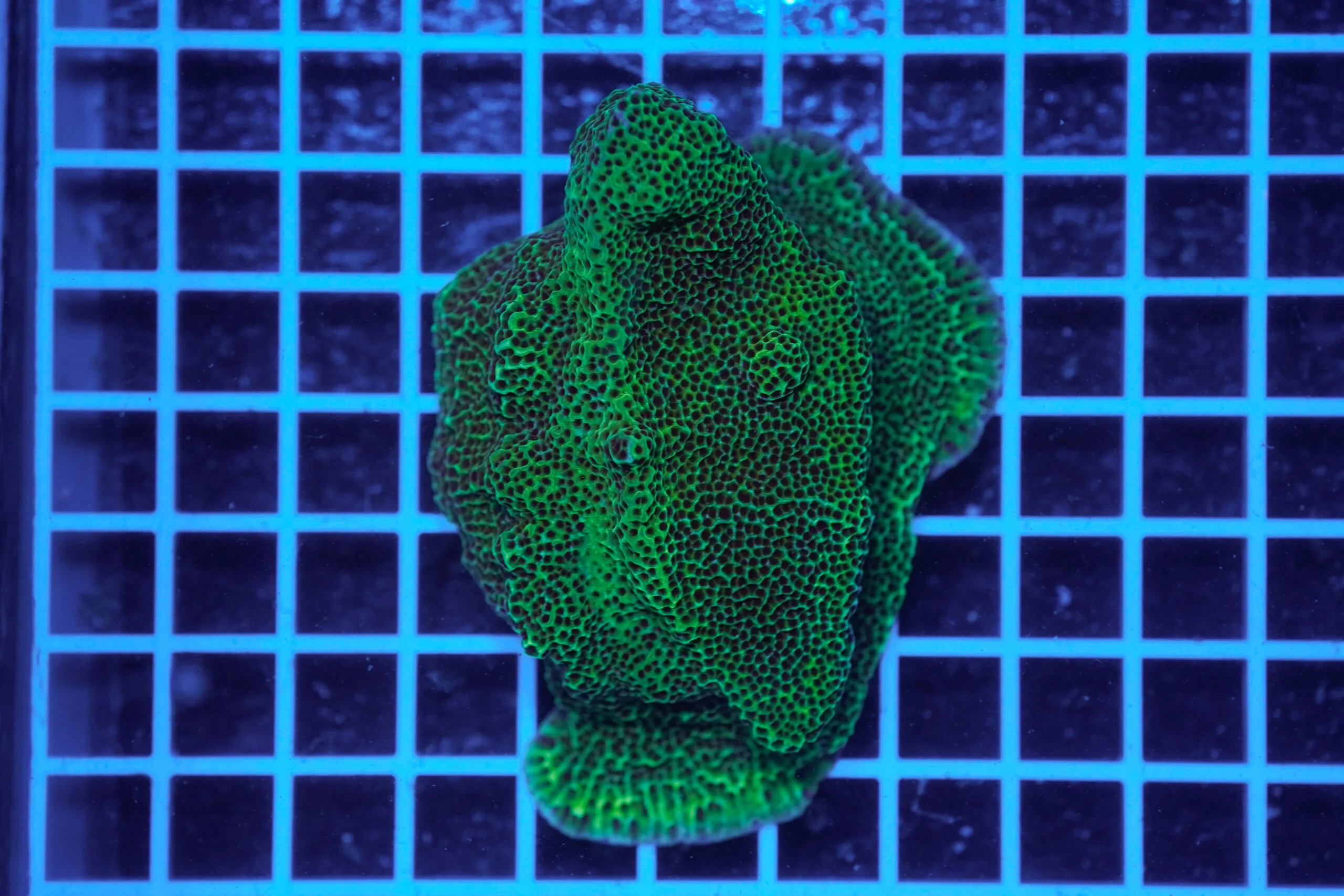 Montipora confusa WYSIWYG1 – Corallo SPS