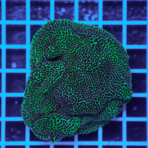 Montipora confusa WYSIWYG2 – Corallo SPS