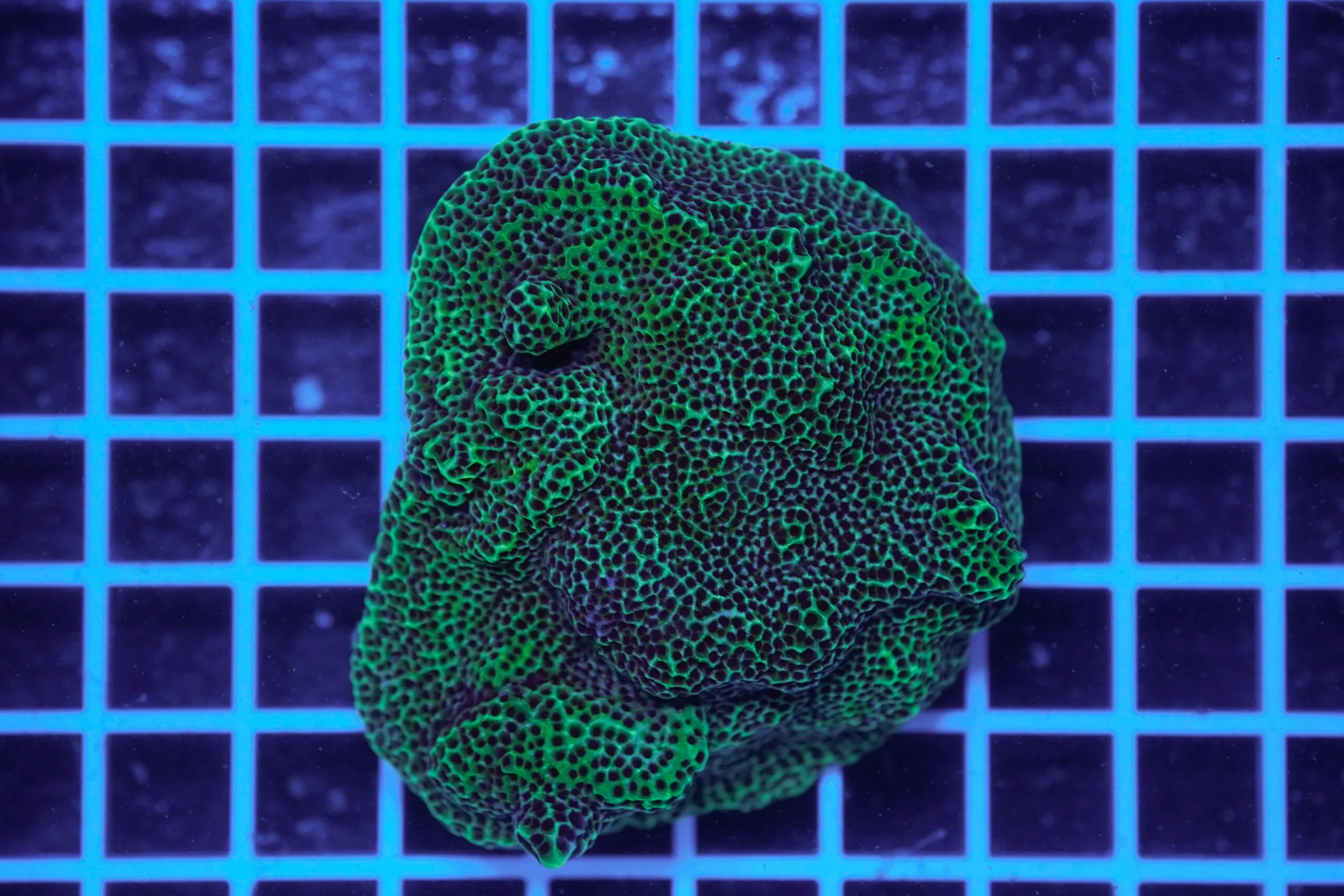 Montipora confusa WYSIWYG2 – Corallo SPS