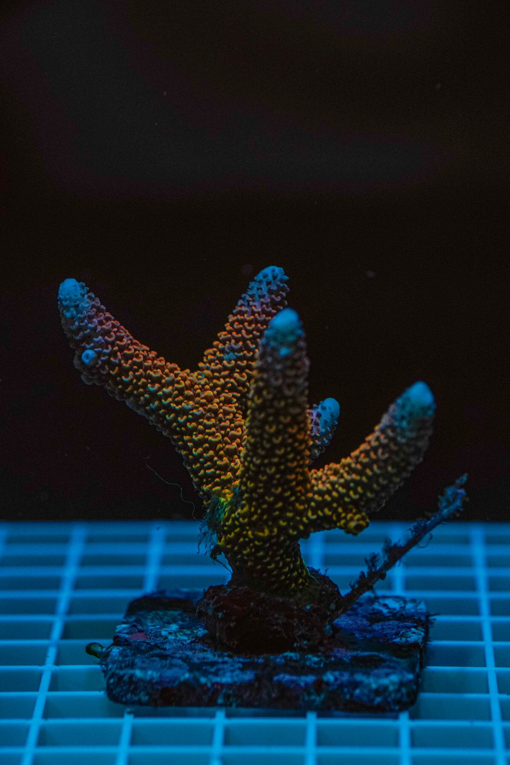 Acropora spp. WYSIWYG1 – Mini Colonia SPS - immagine 2