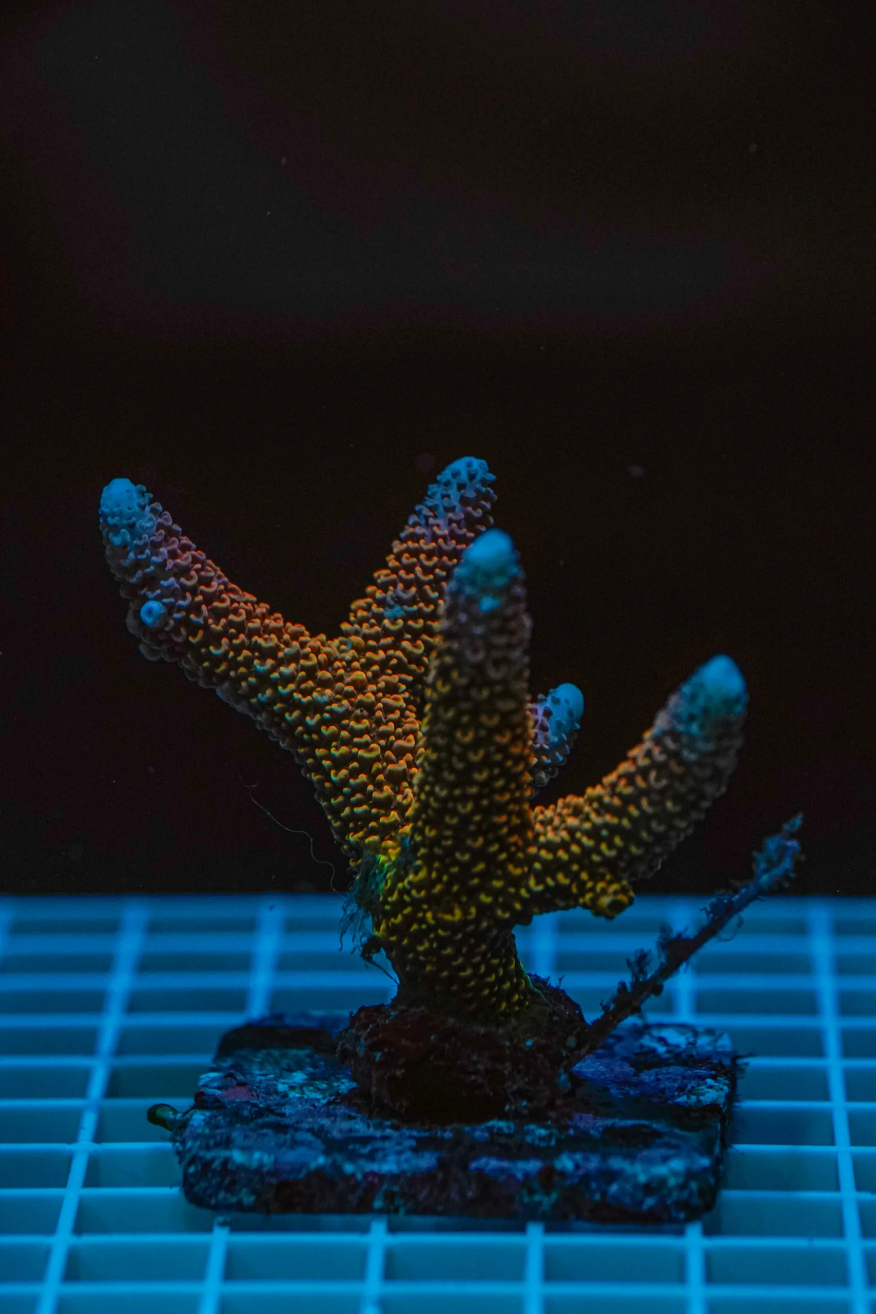 Acropora spp. WYSIWYG1 – Mini Colonia SPS - immagine 2