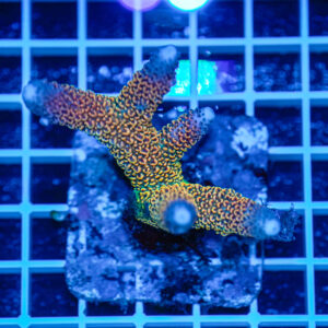 Acropora spp. WYSIWYG1 – Mini Colonia SPS