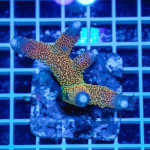 Acropora spp. WYSIWYG1 – Mini Colonia SPS