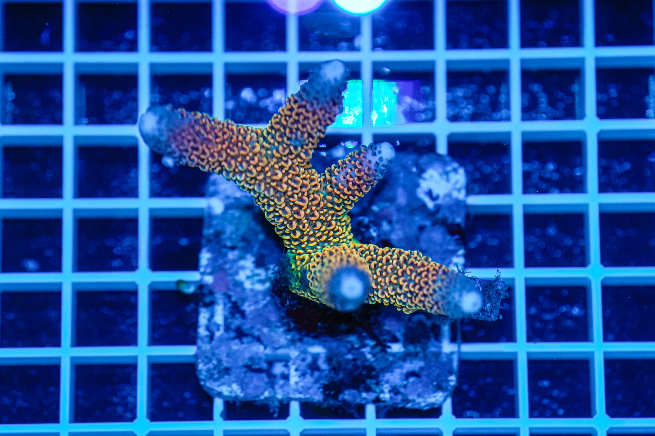 Acropora spp. WYSIWYG1 – Mini Colonia SPS