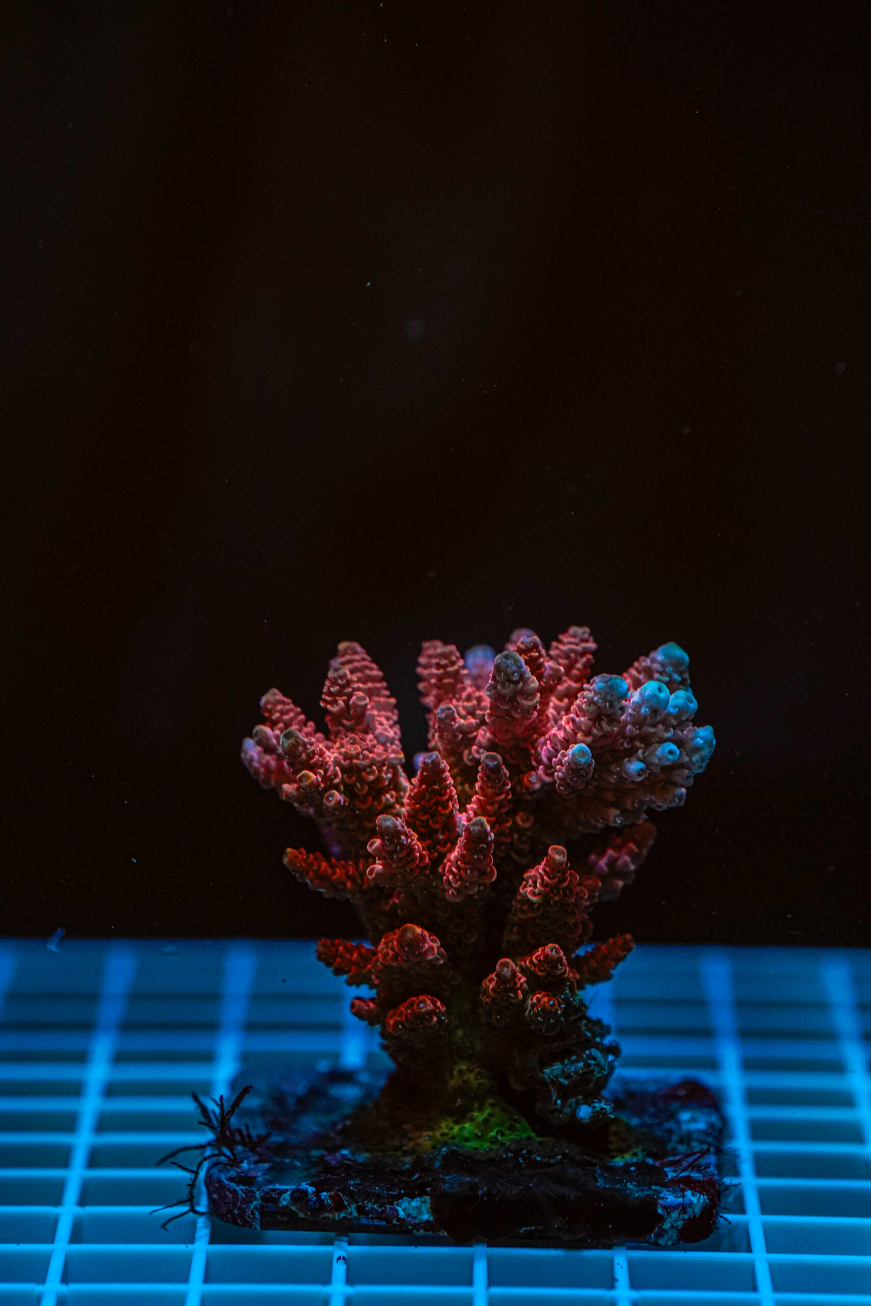 Acropora spp. WYSIWYG2 – Mini Colonia SPS - immagine 2