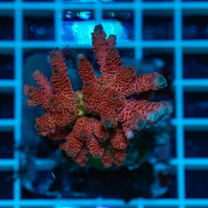 Acropora spp. WYSIWYG2 – Mini Colonia SPS