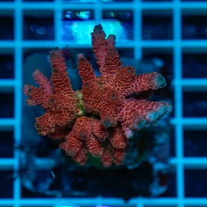 Acropora spp. WYSIWYG2 – Mini Colonia SPS