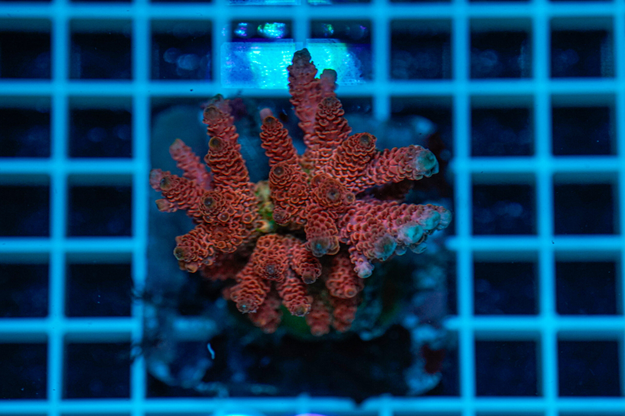 Acropora spp. WYSIWYG2 – Mini Colonia SPS