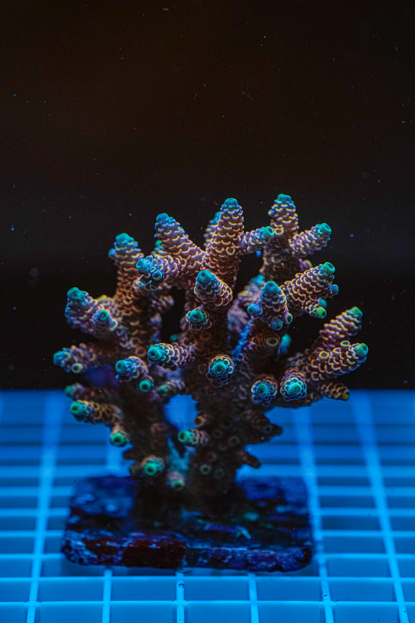 Acropora spp. WYSIWYG8 – Mini Colonia SPS - immagine 2