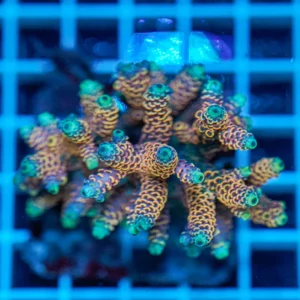 Acropora spp. WYSIWYG8 – Mini Colonia SPS