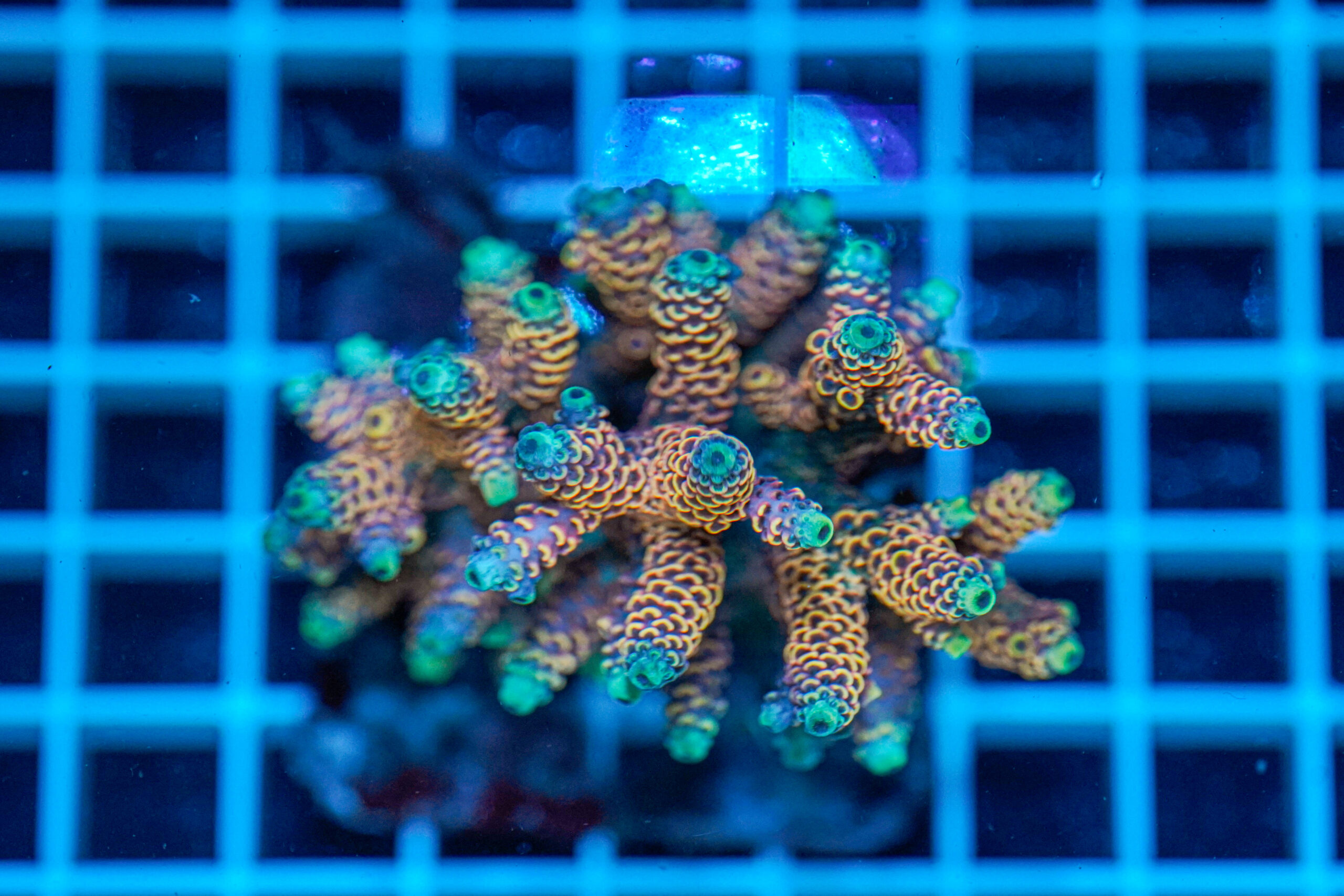 Acropora spp. WYSIWYG8 – Mini Colonia SPS