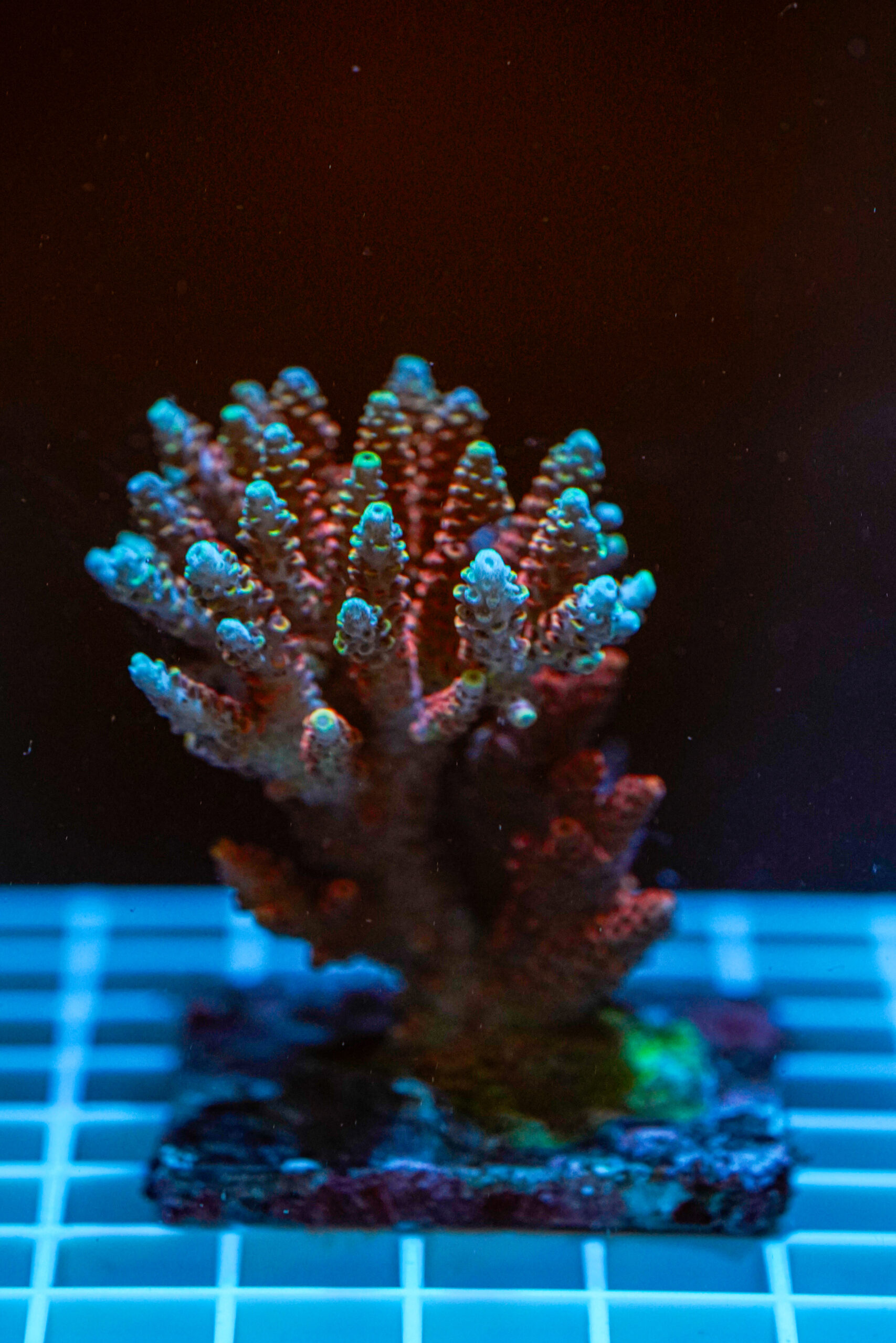 Acropora spp. WYSIWYG3 – Mini Colonia SPS - immagine 2