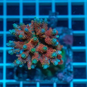 Acropora spp. WYSIWYG3 – Mini Colonia SPS