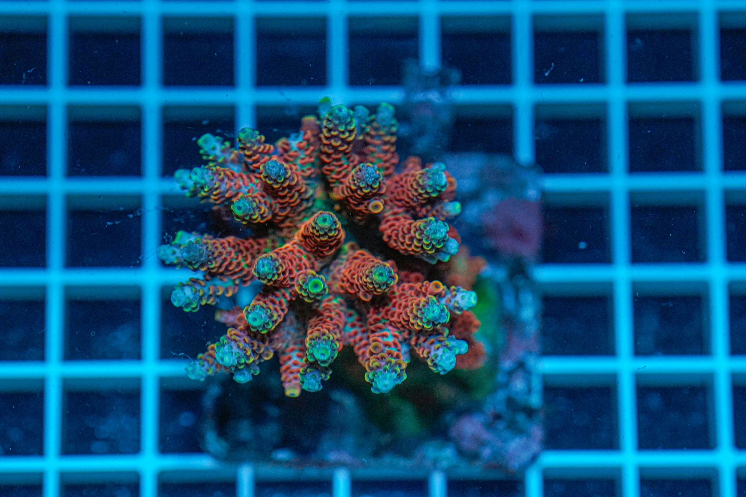 Acropora spp. WYSIWYG3 – Mini Colonia SPS